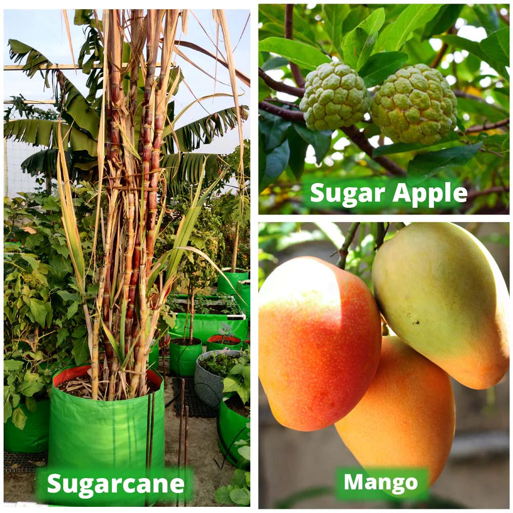Carvix 24X36 Very Large Grow Bag for Fruit Tree, Premium HDPE 260 GSM Green Big Planter for Terrace Garden