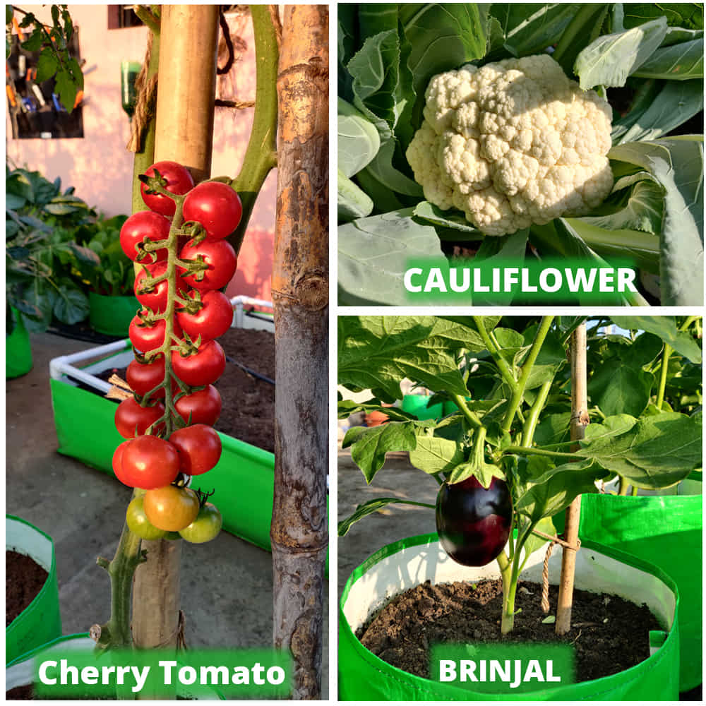 Carvix 15X12 Potato Grow Bag With Harvest Window For Terrace Gardening Suitable For Vegetable and Flower Plants