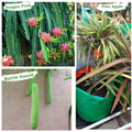 HDPE 24x15 Grow Bags for Home and Terrace Gardening Extra Thick Premium Quality Grow Bags