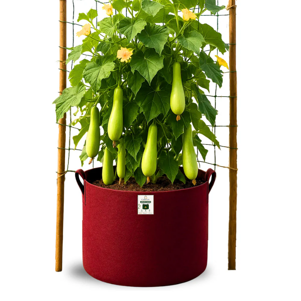 Carvix Geo 24×24 Grow Bag for Home & Terrace Gardening Suitable for Fruit Tree, Premium Geo Fabric 450 GSM Plant Bags