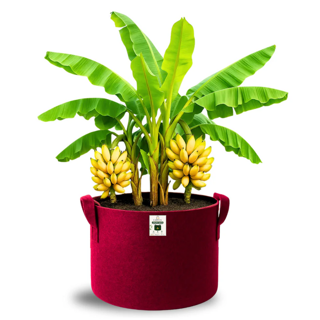 Carvix Geo 24×24 Grow Bag for Home & Terrace Gardening Suitable for Fruit Tree, Premium Geo Fabric 450 GSM Plant Bags