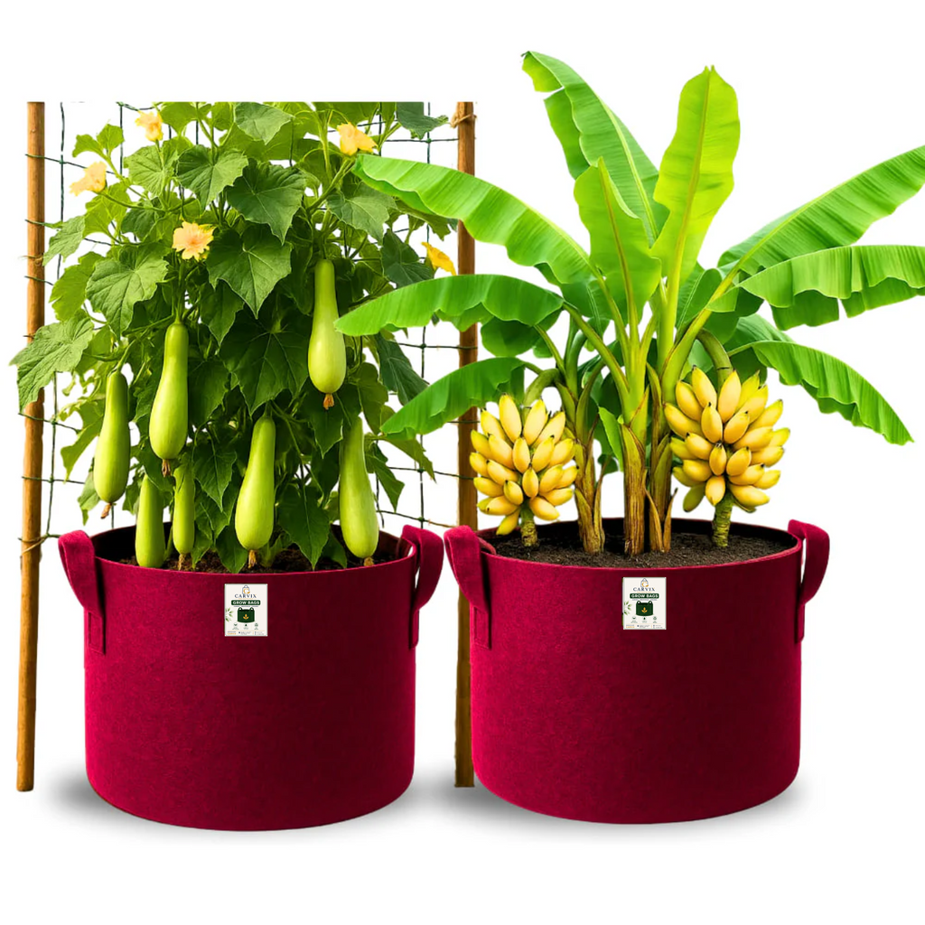Carvix Geo 24×24 Grow Bag for Home & Terrace Gardening Suitable for Fruit Tree, Premium Geo Fabric 450 GSM Plant Bags