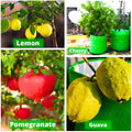 Carvix 24X36 Very Large Grow Bag for Fruit Tree, Premium HDPE 260 GSM Green Big Planter for Terrace Garden
