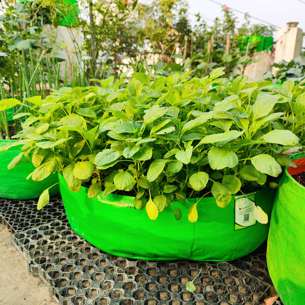 15x6 Grow Bag for Leafy Vegetables, Premium HDPE 260 GSM, Green Plant Bags