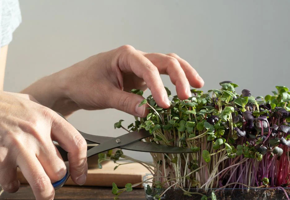 Carvix Geo Fabric Microgreens/Tray Grow Bags For Home & Terrace Garden