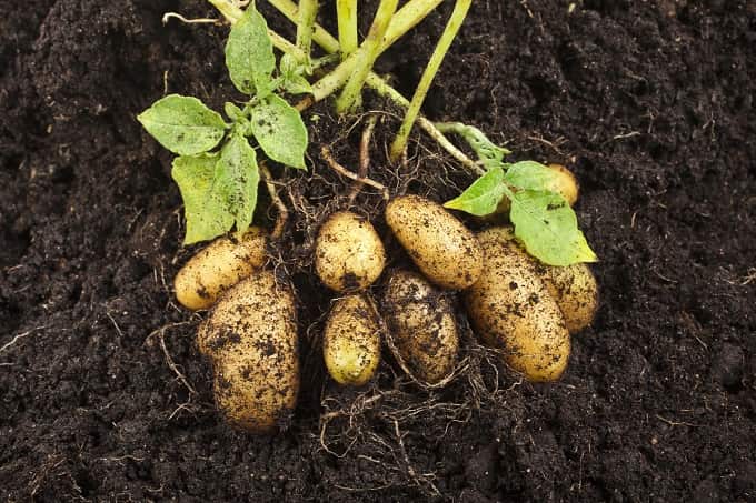 Carvix 15X12 Potato Grow Bag With Harvest Window For Terrace Gardening Suitable For Vegetable and Flower Plants