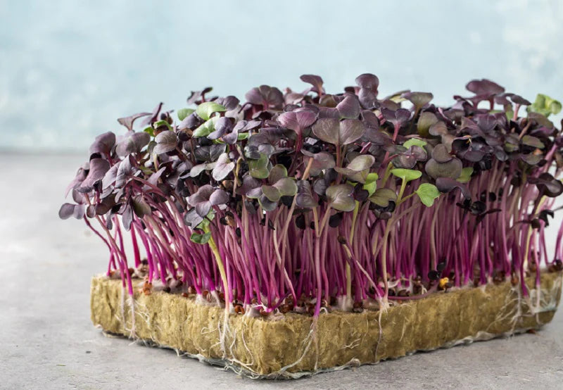 Carvix Geo Fabric Microgreens/Tray Grow Bags For Home & Terrace Garden