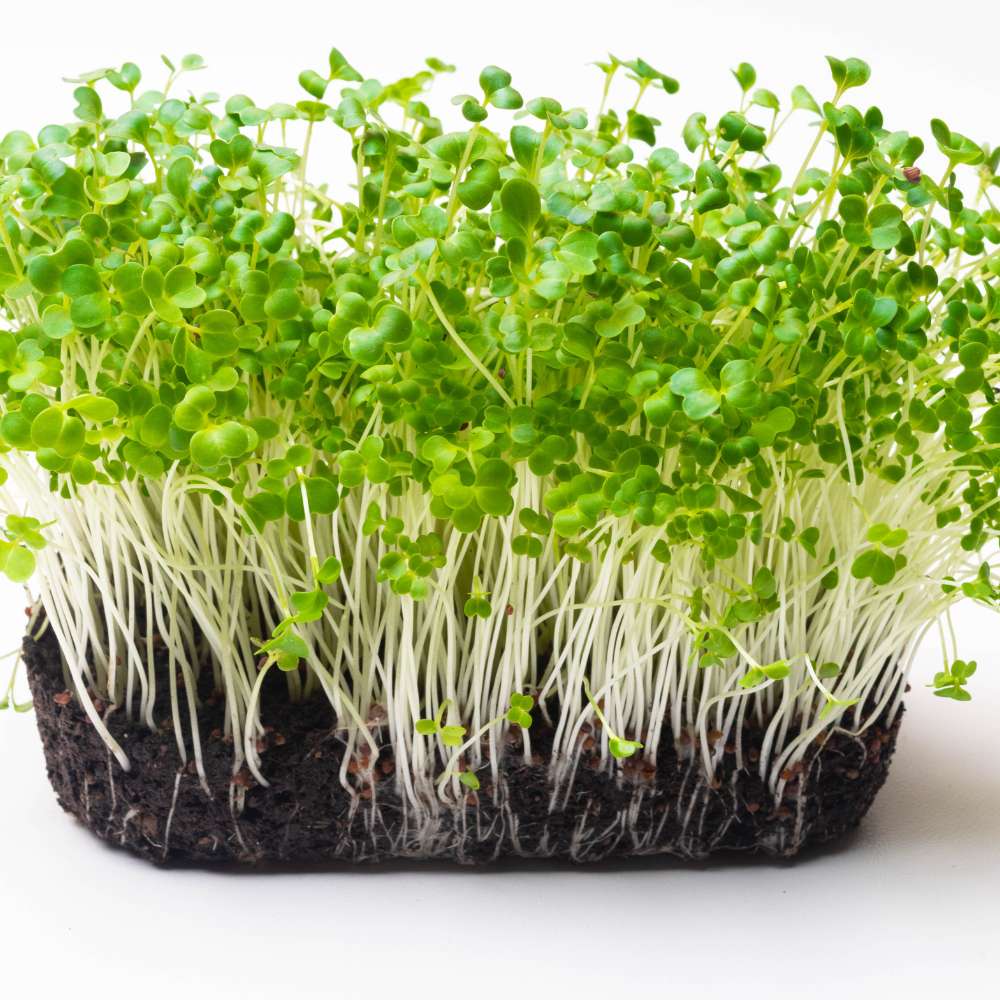 Carvix Geo Fabric Microgreens/Tray Grow Bags For Home & Terrace Garden