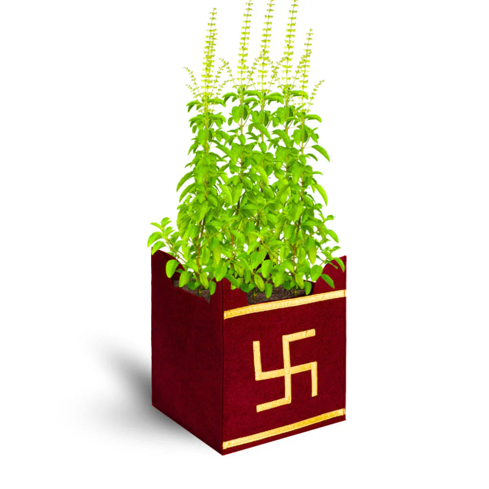 Carvix Geo Fabric 10x10 Grow Bag For Tulsi Plant (Tulsi Grow Bag)
