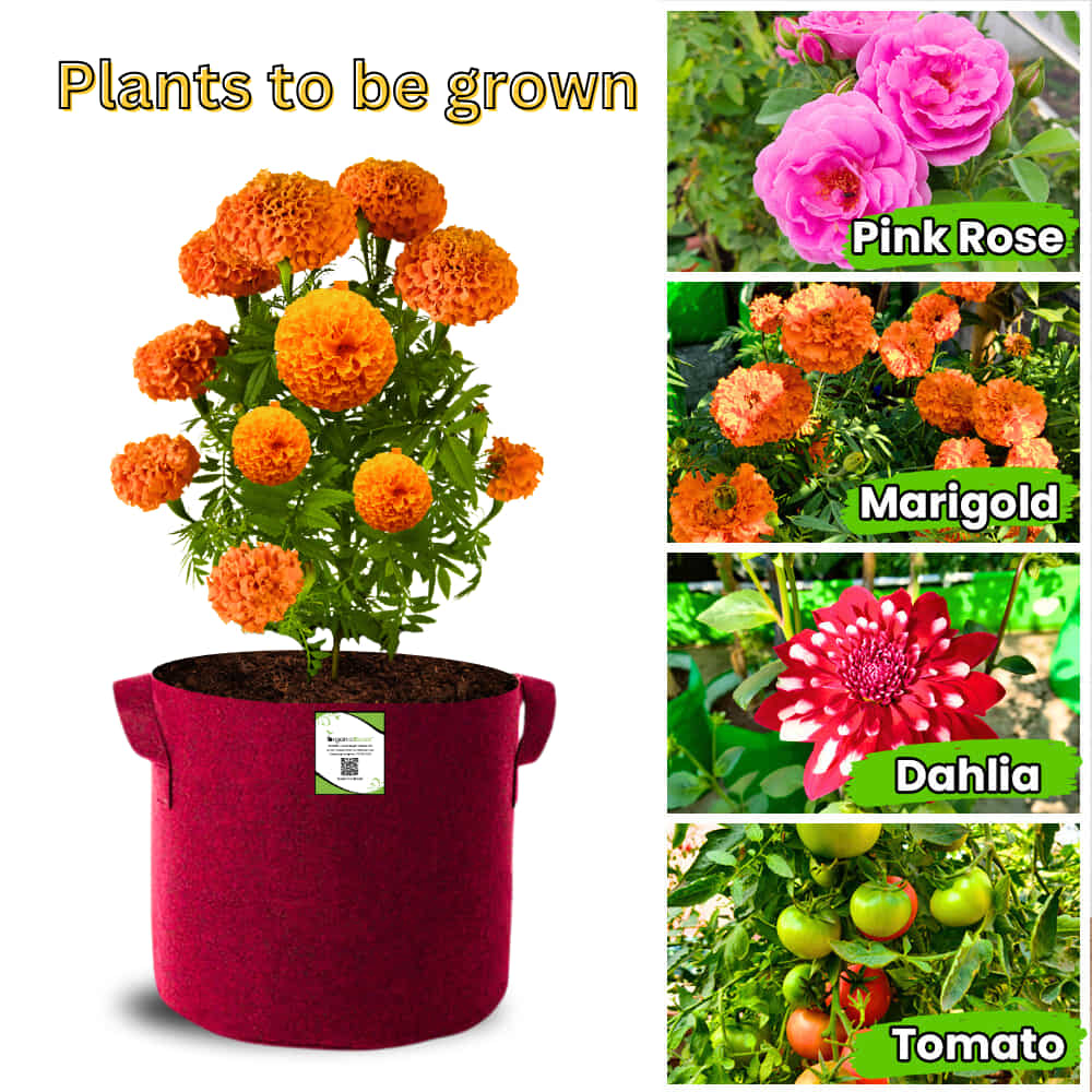 Geo Fabric 12x12 Grow Bag For Terrace Gardening Suitable For Vegetable and Flower Plants
