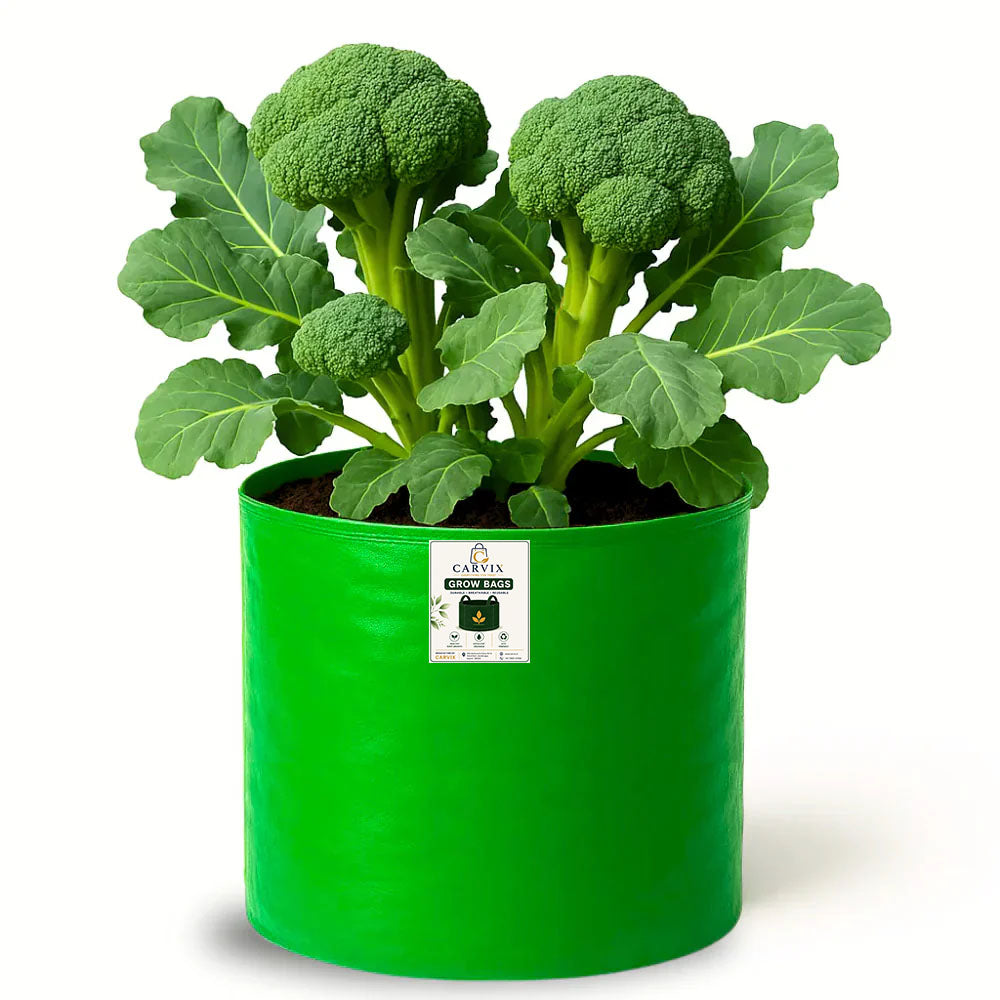 Carvix 15x12 Grow Bag for Vegetable Garden, Premium HDPE 260 GSM Green Plant Bags for Terrace Gardening