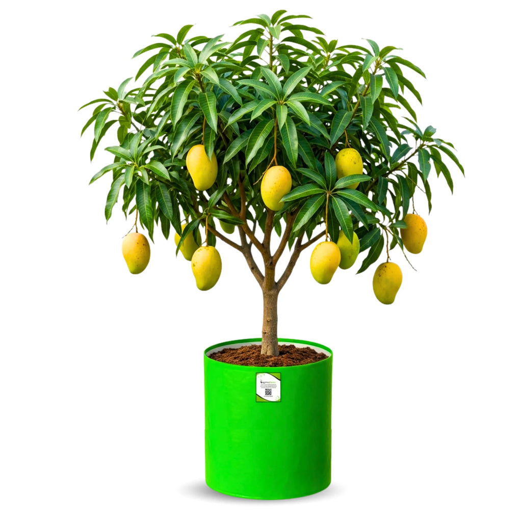 Carvix 24X36 Very Large Grow Bag for Fruit Tree, Premium HDPE 260 GSM Green Big Planter for Terrace Garden
