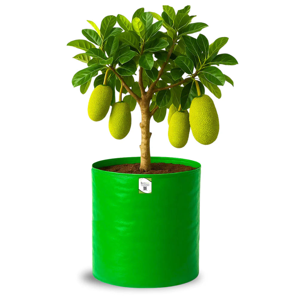 Carvix 24X36 Very Large Grow Bag for Fruit Tree, Premium HDPE 260 GSM Green Big Planter for Terrace Garden
