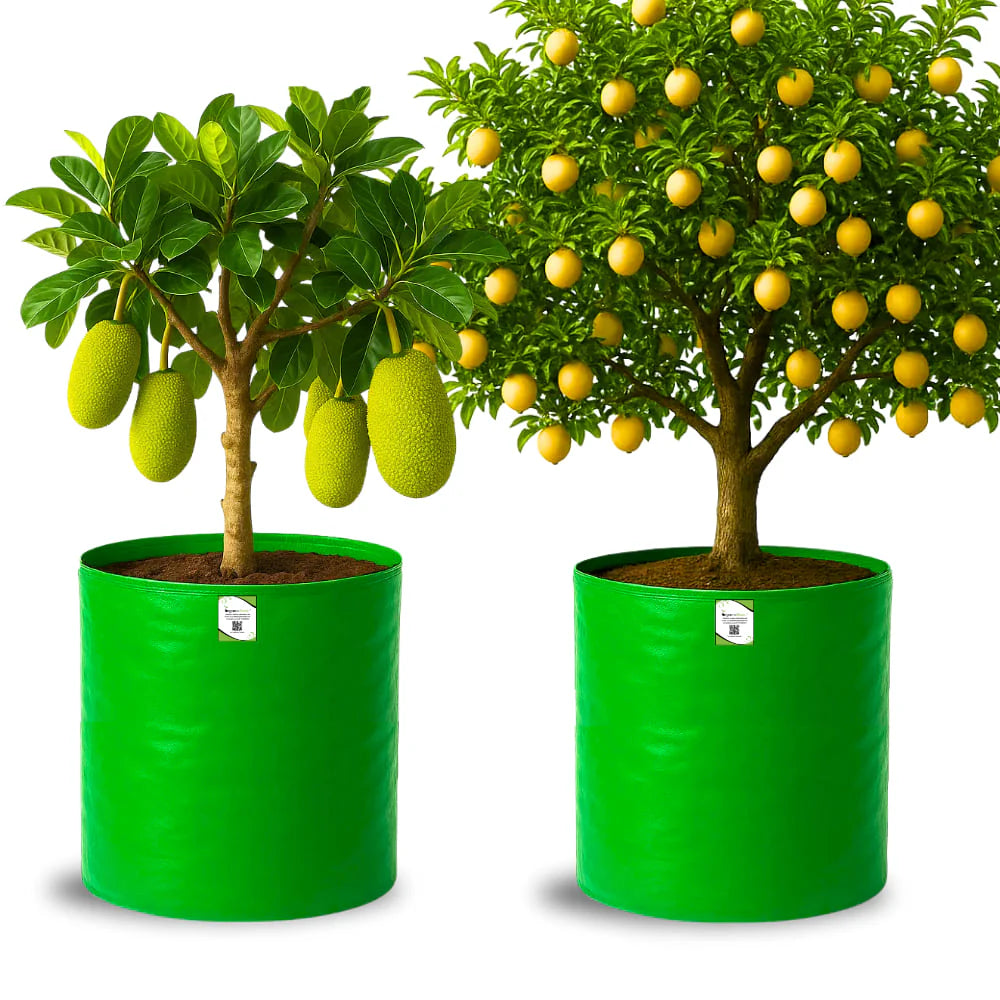 Carvix 24X36 Very Large Grow Bag for Fruit Tree, Premium HDPE 260 GSM Green Big Planter for Terrace Garden