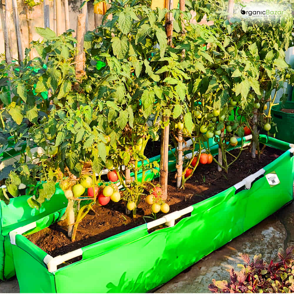 Carvix HDPE 60x15x15 Rectangle Grow Bag With Supporting Pvc Pipes Extra Thick Premium Quality Grow Bags