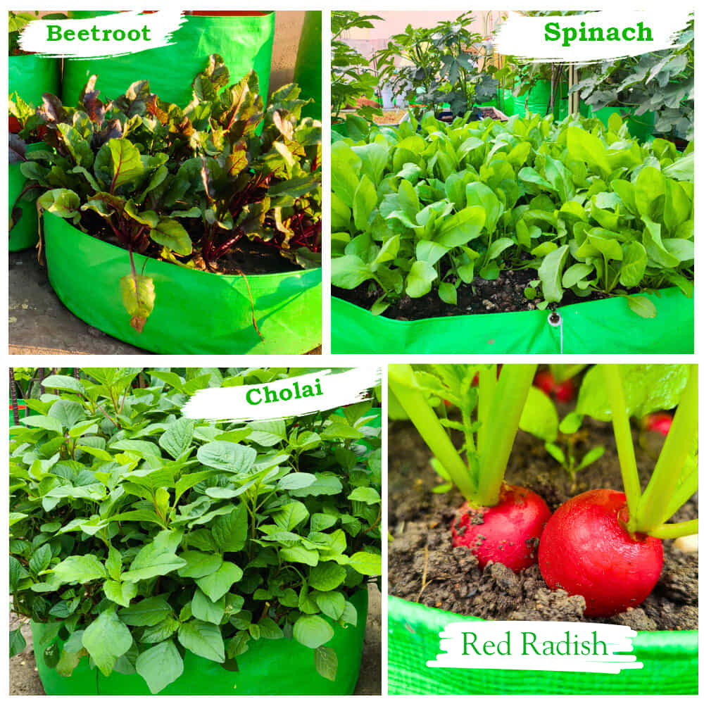 Carvix 24x6 Grow Bag for Leafy Vegetables, Premium HDPE 260 GSM, Green Plant Bags for Terrace Garden